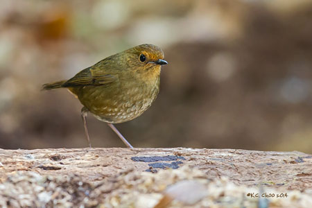 Lesser Shortwing