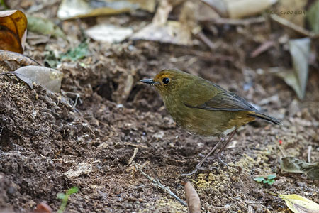 Lesser Shortwing