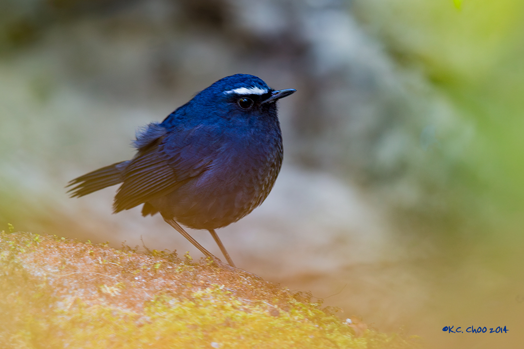 Lesser Shortwing