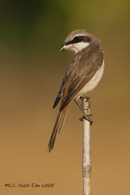 Brown Shrike
