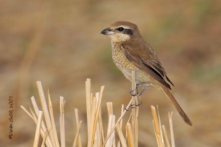 Brown Shrike