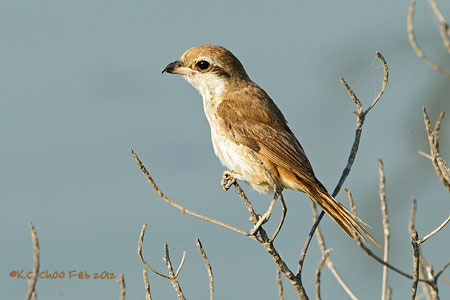 Brown Shrike