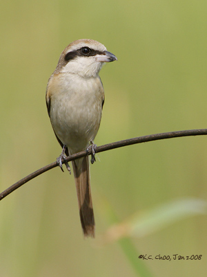 Brown Shrike