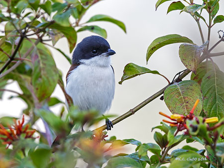 Burmese Shrike