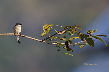 Burmese Shrike
