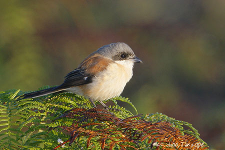 Burmese Shrike