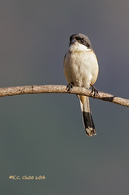 Burmese Shrike