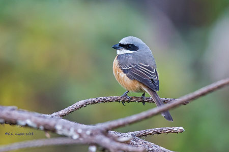 Grey-backed Shrike