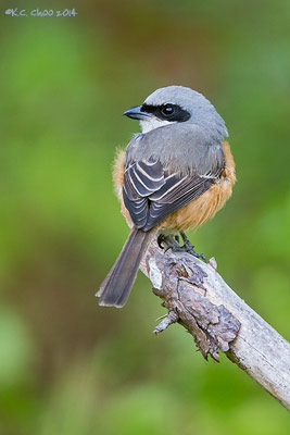Grey-backed Shrike