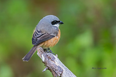 Grey-backed Shrike