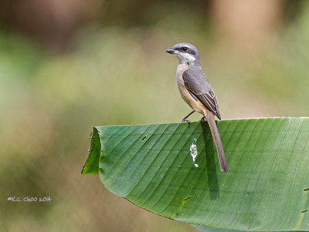 Grey-backed Shrike
