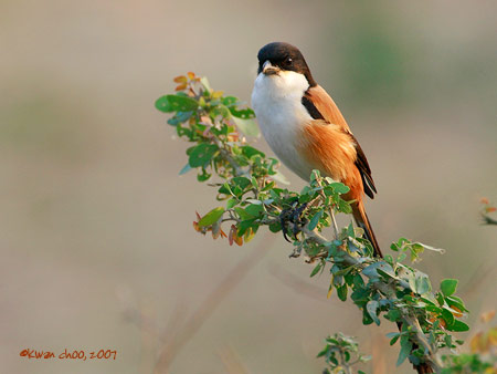 Long-tailed Shrike
