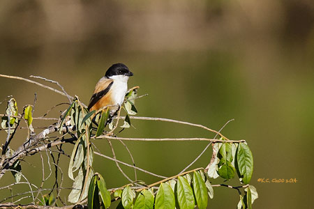Long-tailed Shrike