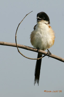 Long-tailed Shrike