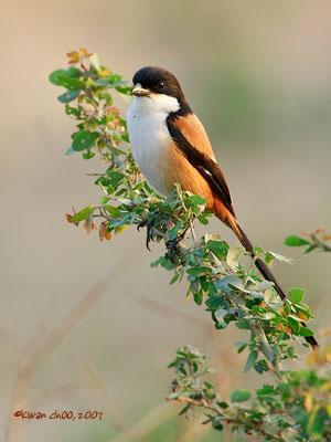 Long-tailed Shrike