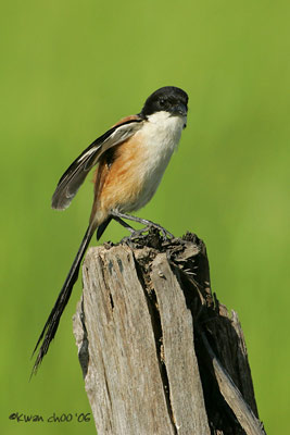 Long-tailed Shrike