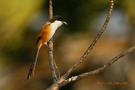Long-tailed Shrike