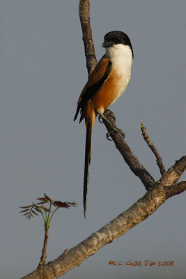 Long-tailed Shrike