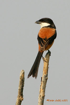 Long-tailed Shrike