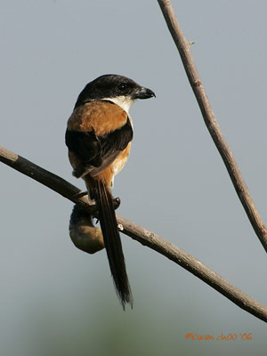 Long-tailed Shrike