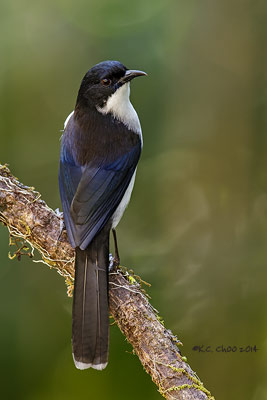 Dark-backed Sibia