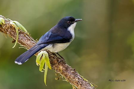 Dark-backed Sibia