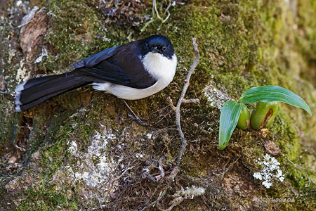 Dark-backed Sibia