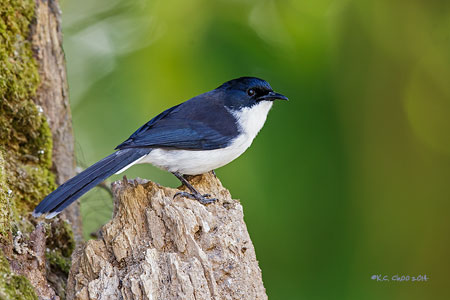 Dark-backed Sibia