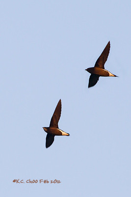 Silver-backed Needletail