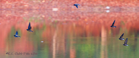 Silver-backed Needletail