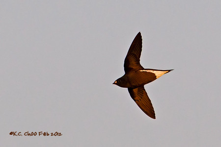 Silver-backed Needletail