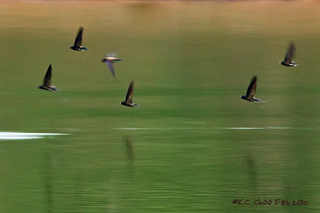 Silver-backed Needletail