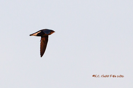 Silver-backed Needletail