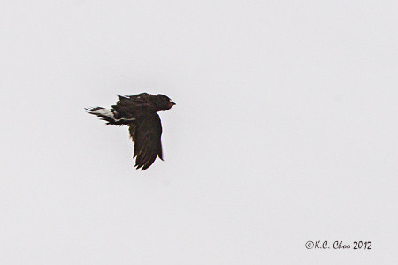Silver-backed Needletail