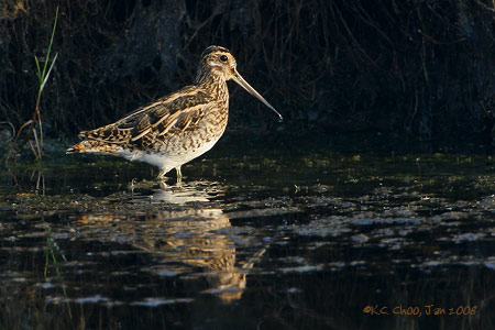 Common Snipe