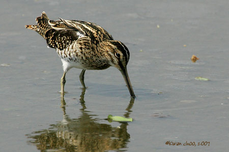 Common Snipe