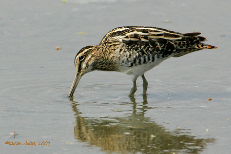 Common Snipe