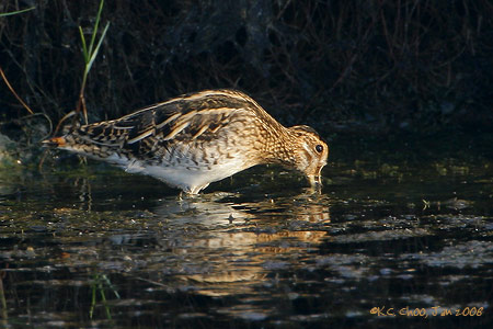 Common Snipe