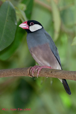 Javan Sparrow