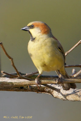 Plain-backed Sparrow