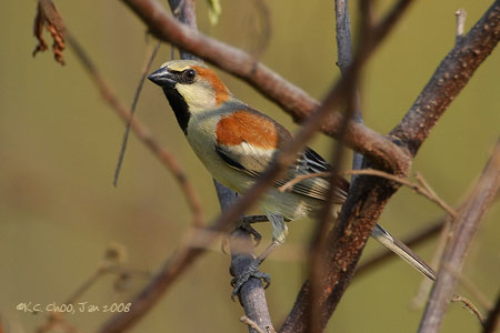 Plain-backed Sparrow