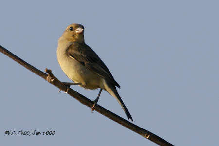 Plain-backed Sparrow