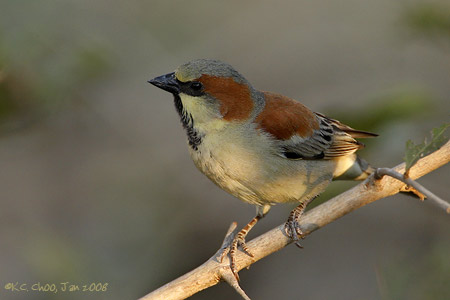 Plain-backed Sparrow