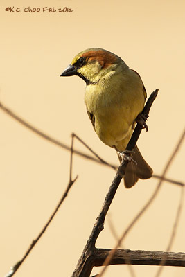Plain-backed Sparrow