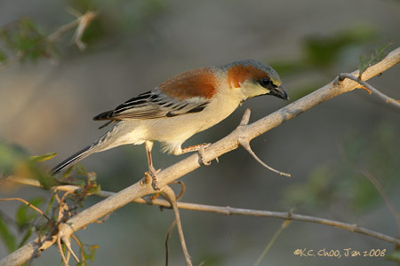 Plain-backed Sparrow