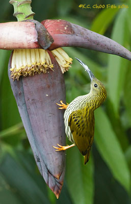 Streaked Spiderhunter