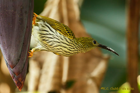 Streaked Spiderhunter
