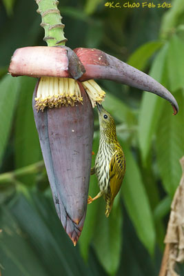Streaked Spiderhunter