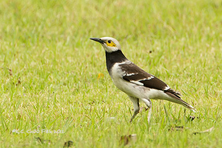 Black-collared Starling