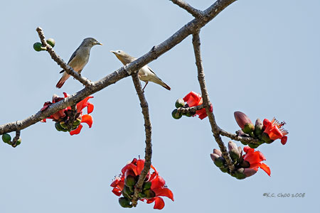 Chestnut-tailed Starling